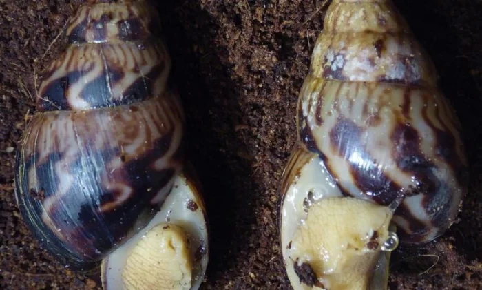 Почему все живые существа на Земле состоят из одинаковых версий определенных молекул? Тайна гомохиральности