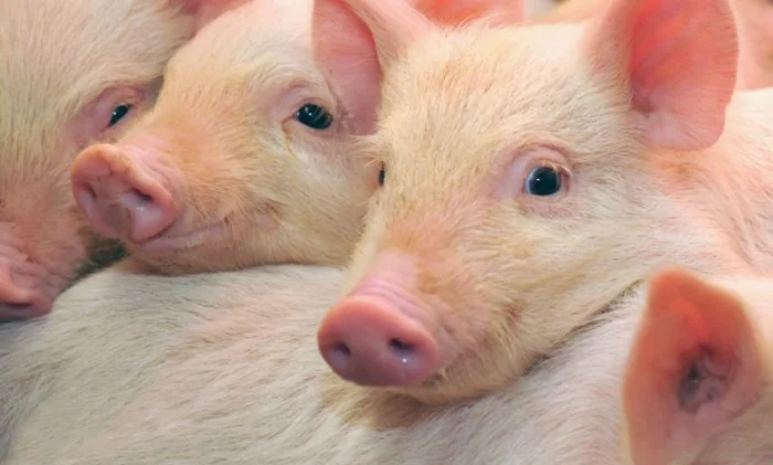 Редактирование генов CRISPR устраняет мышечную дистрофию у свиней