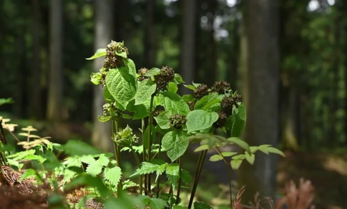Учёные обнаружили растение, которое приманивает опылителей запахом мёртвых муравьёв