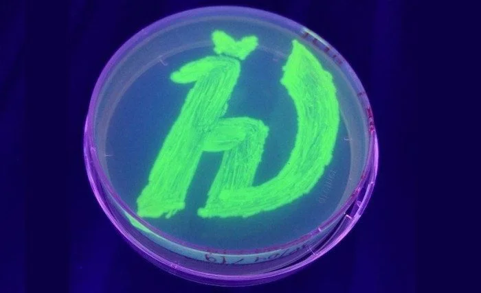 Революция в микроскопии: создан уникальный светящийся белок