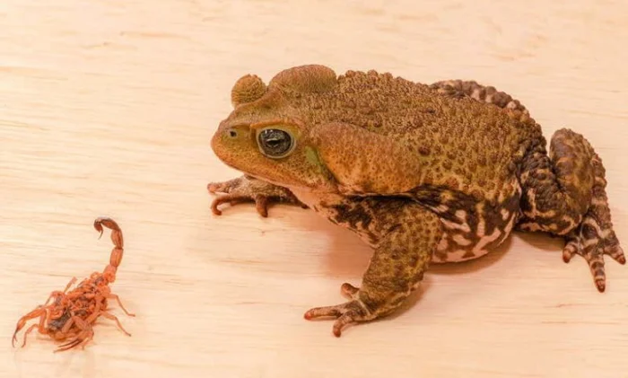 Бразильские жабы нашли способ защититься от яда скорпионов
