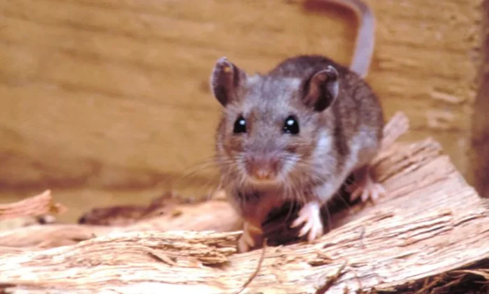 Омикронный вариант Covid-19 мог возникнуть у мышей