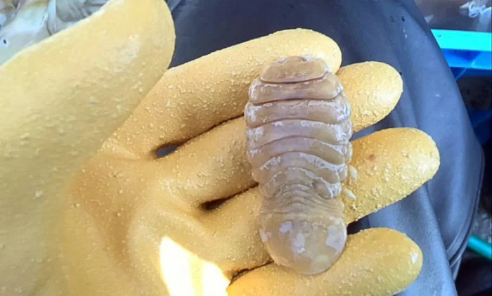 Очень редкий паразитический ракообразный, найденный в музее!