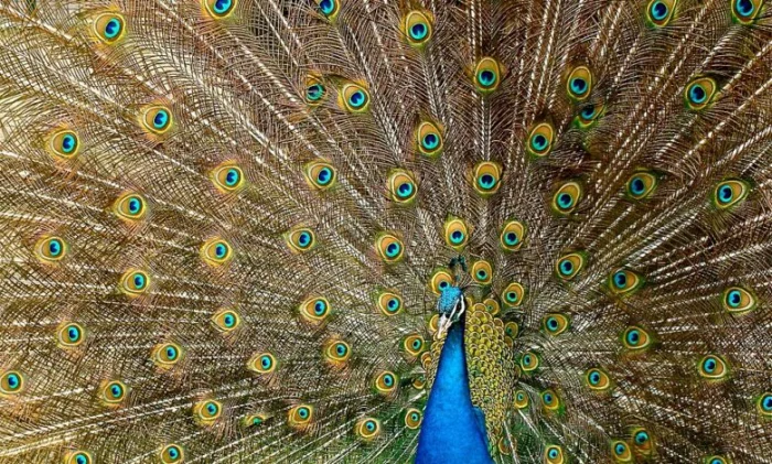 Удивительное открытие: павлиньи хвосты содержат лазеры