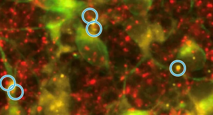 Митохондрии лечат: прорыв в борьбе с Альцгеймером