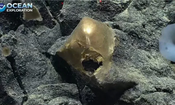 Обнаружено загадочное "золотое яйцо" во время подводной экспедиции на Аляске