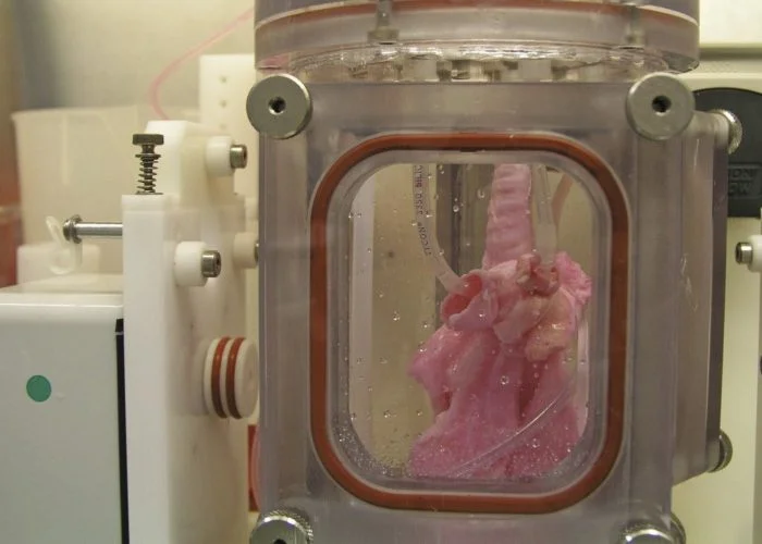 Ученые дают свиньям новые искусственные легкие