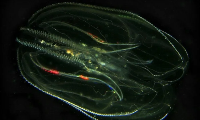 Гребневики сливаются в один организм после травмы