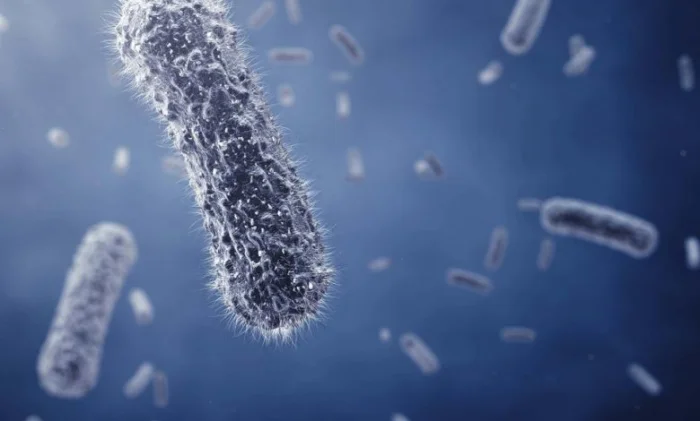 Превращаются ли голодные бактерии в каннибалов?