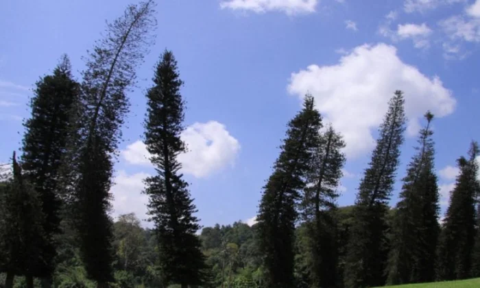 Сосны всегда тянутся к экватору: загадка наклонных деревьев