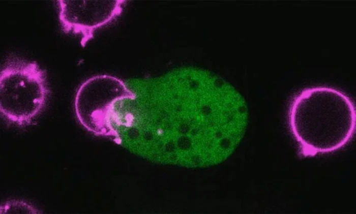 Паразит-оборотень убивает человеческие клетки и надевает их останки, чтобы избежать смерти