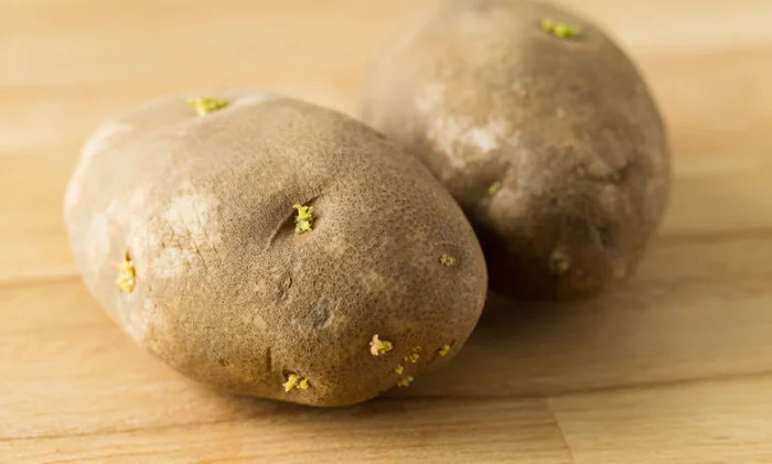 Вреден ли зеленый картофель?