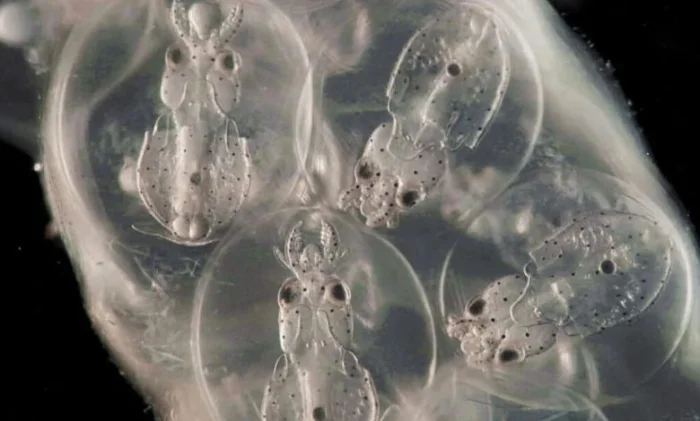 Почему мозг кальмара строят по чертежам позвоночных