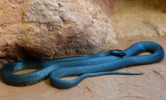 Топ самых опасных змей по силе яда