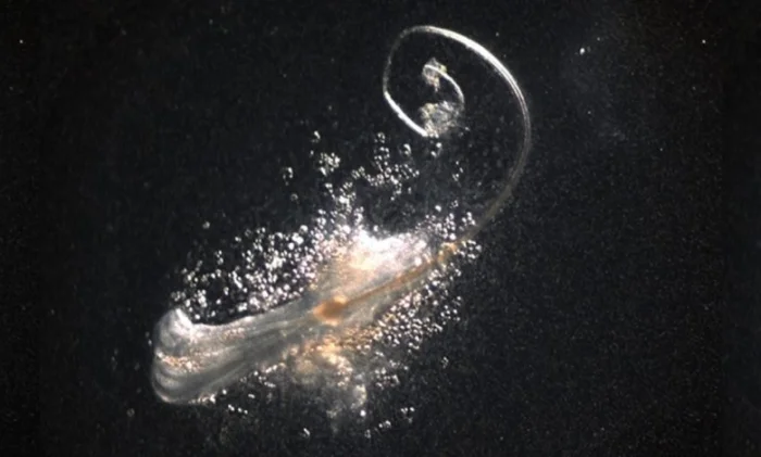 Учёные впервые вырастили в лаборатории полностью функциональные волосяные фолликулы