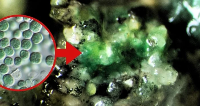 Микроб с Земли выжил в космосе и стал добывать кислород из марсианского грунта