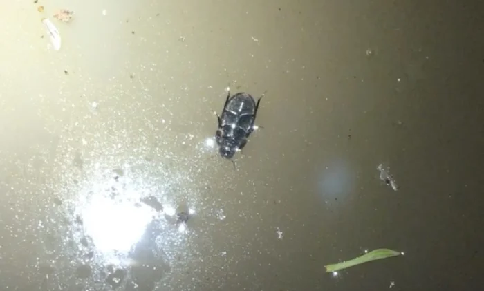 Австралийский жук научился ходить под водой