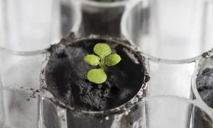 Впервые в истории: растения проросли в лунном грунте