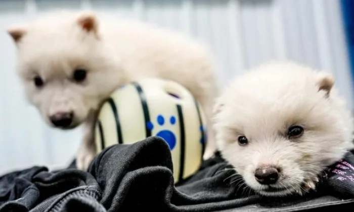 Возвращение ужасного волка: первые щенки спустя 12 000 лет