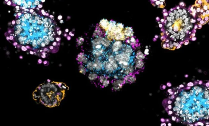 Новый игрок в эмбриогенезе: как клетки понимают, где голова, а где хвост