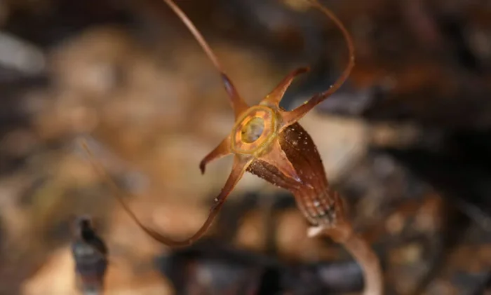 В Малайзии обнаружили новый вид «волшебного фонаря», находящийся под угрозой исчезновения