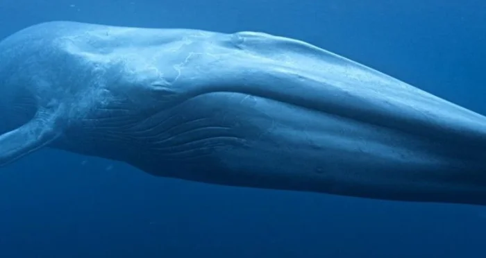 Ученые впервые измерили пульс синего кита в океане
