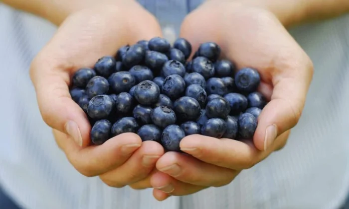 Черника защищает мозг: снижение риска деменции и жировой обмен