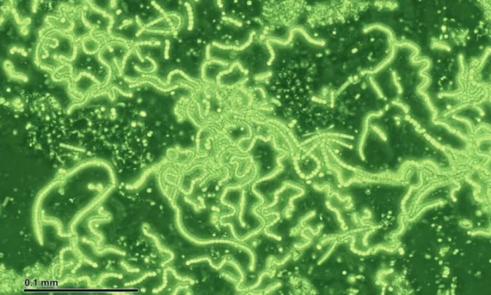 Тающие ледники высвобождают сотни тысяч тонн бактерий