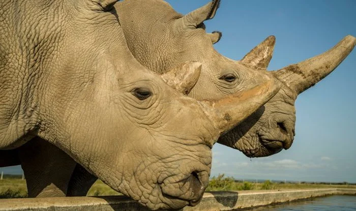Надежда для вымирающего вида: прорыв в спасении белых носорогов