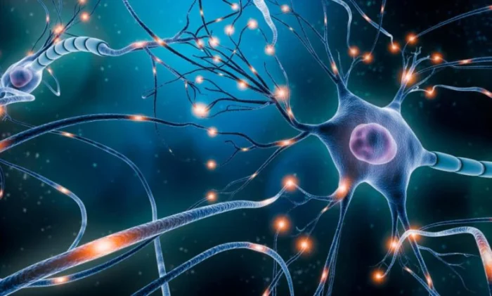 Впервые вживую визуализирован фундаментальный механизм памяти