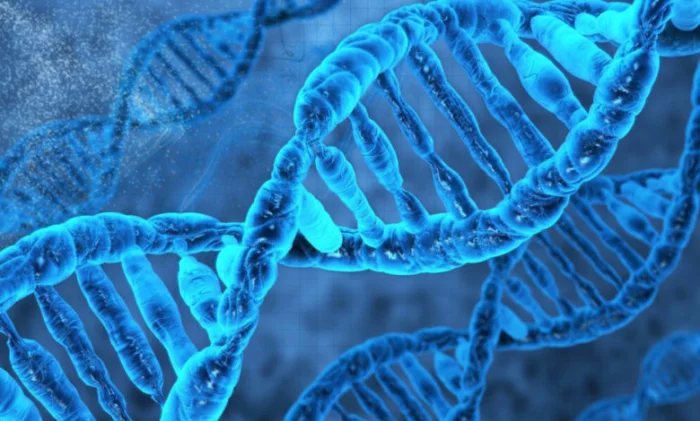 Что такое ДНК и как она работает простыми словами