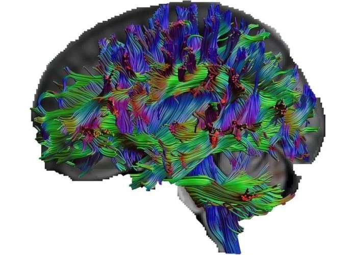 Секрет эрудиции: как связи в мозге влияют на знания