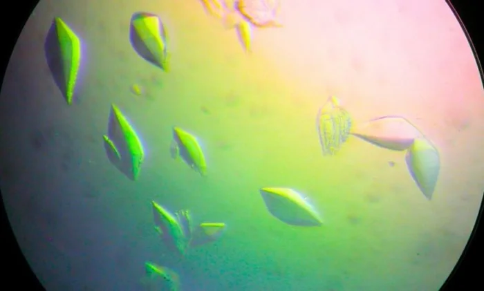 Открытие белка для восстановления ДНК, который может привести к созданию вакцины против рака