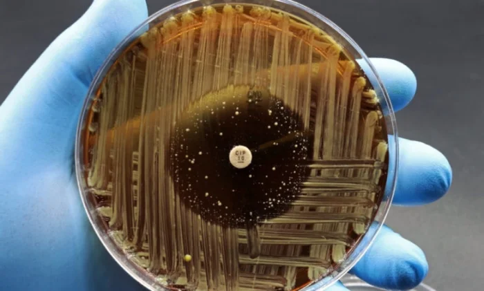 Новый класс антибиотиков макролоны: прорыв в медицине