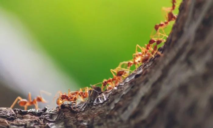 Согласно новой оценке, на планете насчитывается 20 квадриллионов муравьев