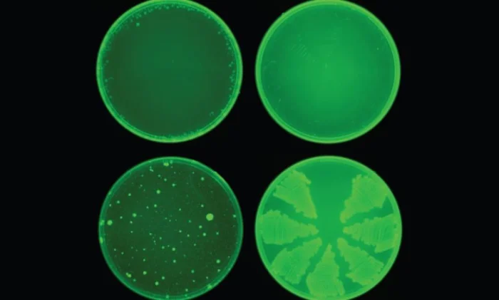 Ученые открывают мощный антибиотик, используя модель глубокого обучения