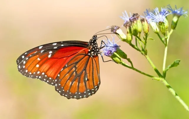 Даже в раю пусто: насекомые исчезают с лица Земли