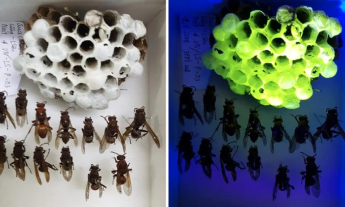 Некоторые осы строят флуоресцентные гнезда, но зачем?