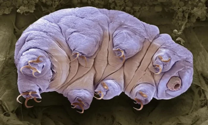 Белки тихоходок научились замедлять старение человека