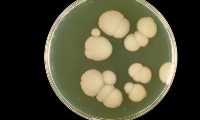 Белок крови превращает безобидный грибок в опасную инфекцию