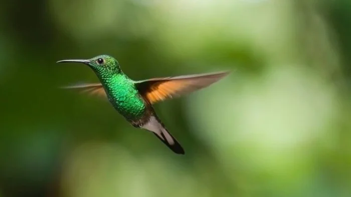 Колибри видят мир в недоступных человеку цветах