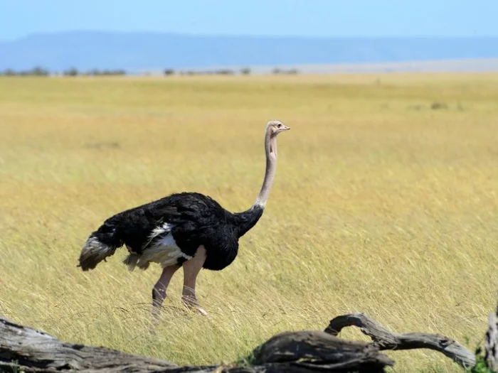 Африканские страусы