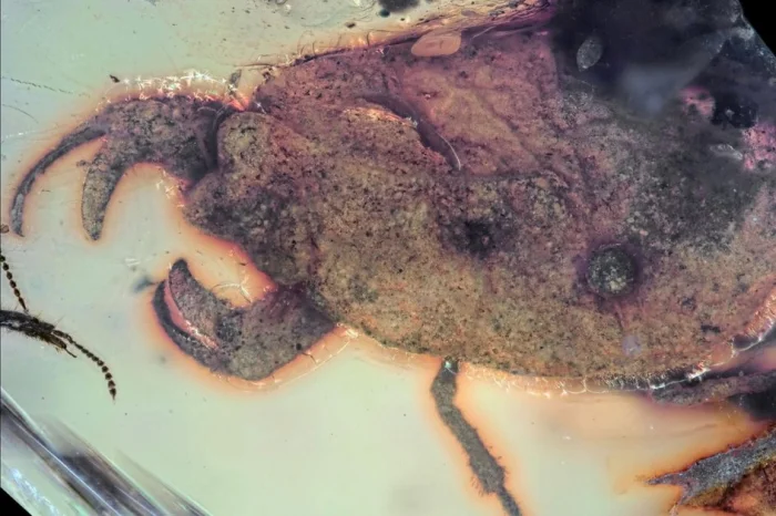 Голотип Carcinonepa libererrantes в янтаре.