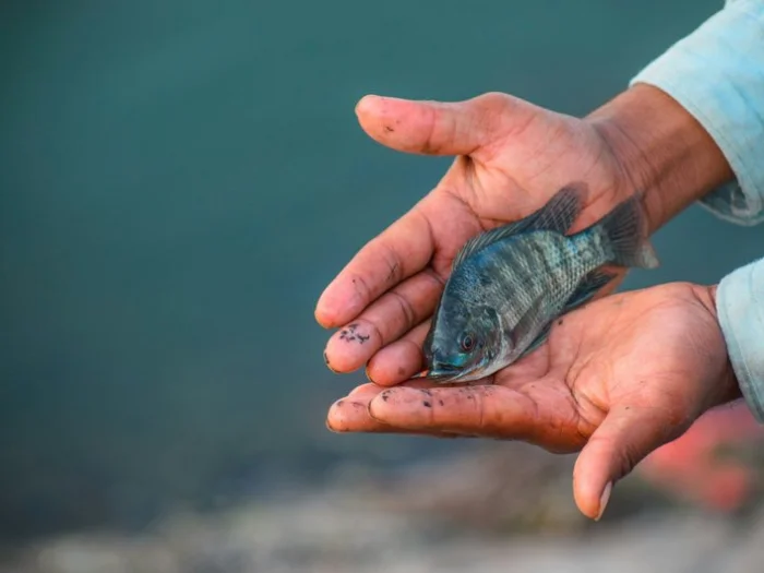 Тиляпия в руках рыбака