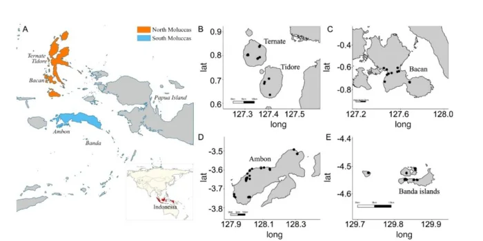 Места отбора проб мускатного ореха (Myristica fragrans) на Молуккских островах.