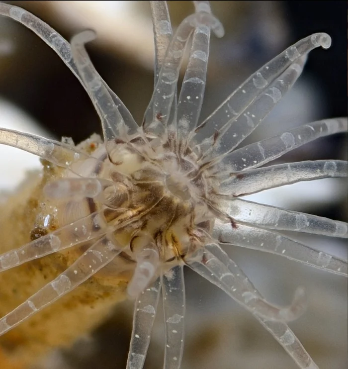 Edwardsianthus — первая находка рода в российских водах.