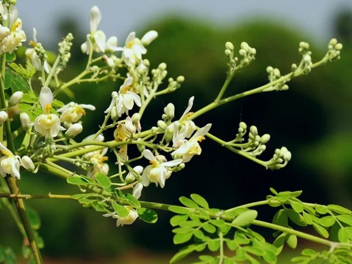 Моринга масличная Moringa oleifera.