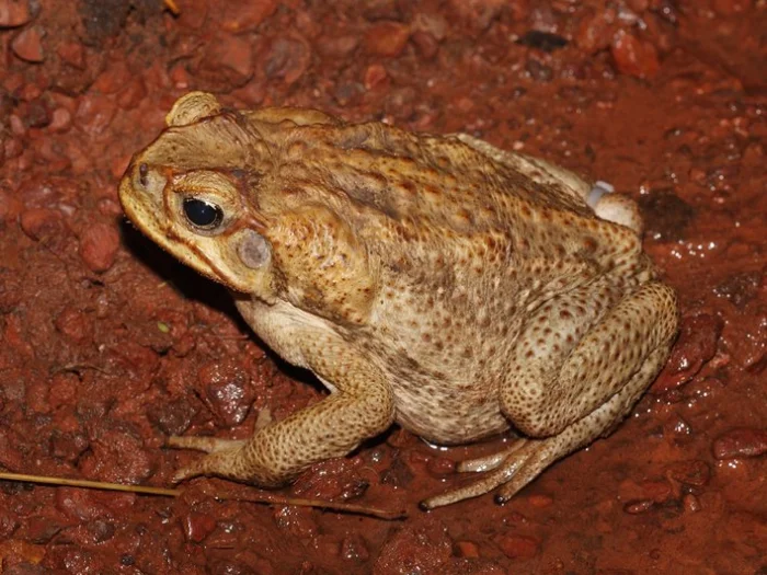 Жаба Rhinella marina.