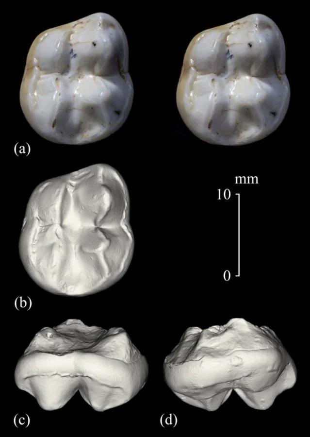 Helarctos malayanus praemalayanus (von Koenigswald, 1935), левый первый верхний коренной зуб М1: a – фотография (стереопара); b–d – компьютерная модель; Вьетнам, пещера Там-Хай; средний плейстоцен.