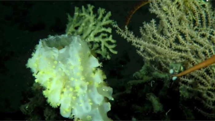 Глубоководная губка Aphrocallistes beatrix